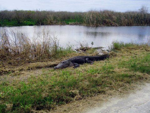 Lake Apopka Loop Trail