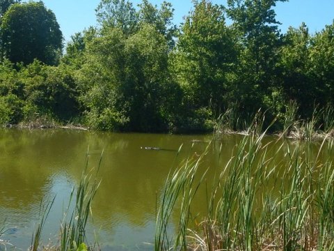 Lake Apopka Loop Trail