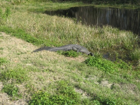 Lake Apopka Loop Trail