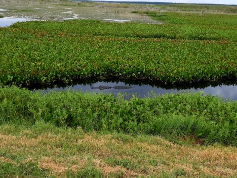 Lake Apopka Loop Trail