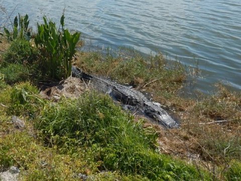 Lake Apopka Loop Trail