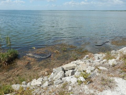 Lake Apopka Loop Trail