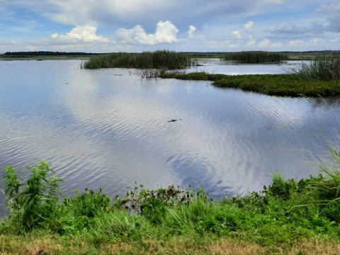 Lake Apopka Loop Trail