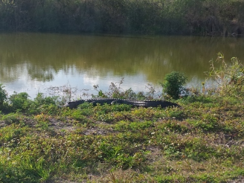 Lake Apopka Loop Trail