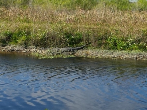 Lake Apopka Loop Trail