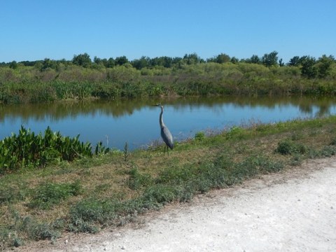 Lake Apopka Loop Trail