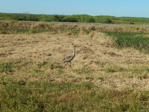 Lake Apopka Loop Trail