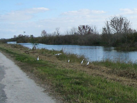 Lake Apopka Loop Trail