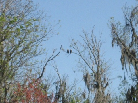 Lake Apopka Loop Trail