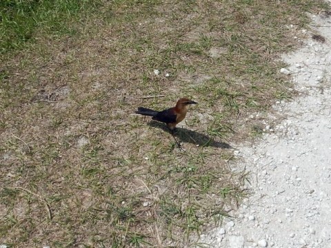 Lake Apopka Loop Trail