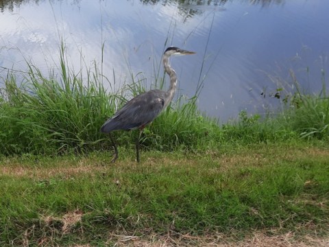 Lake Apopka Loop Trail