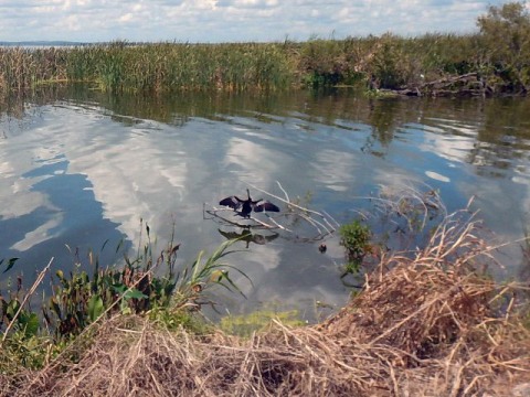 Lake Apopka Loop Trail