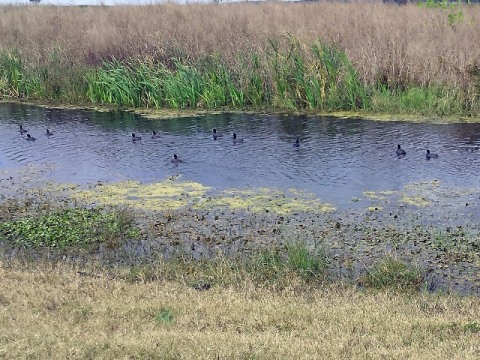 Lake Apopka Loop Trail