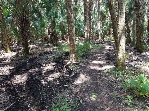 Lake Jesup Conservation Area