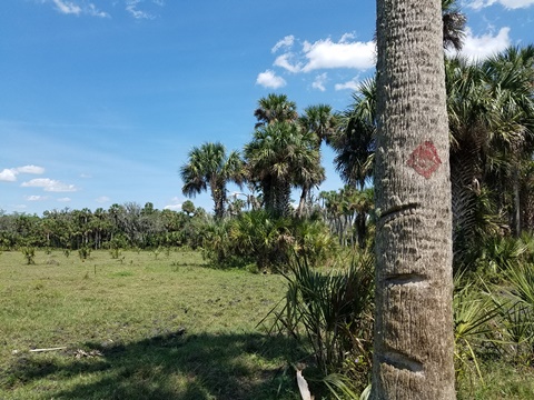 Lake Jesup Conservation Area