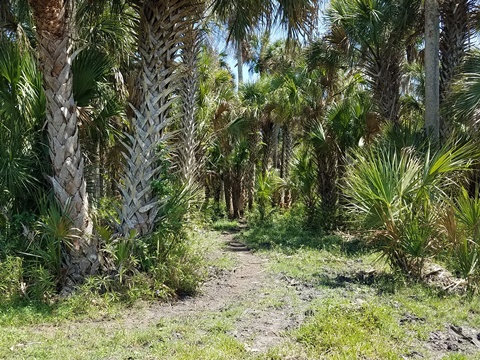 Lake Jesup Conservation Area