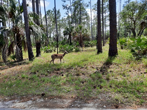 Lake Kissimeee State Park, Florida eco-hiking