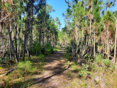 Lake Kissimeee State Park, Florida eco-hiking