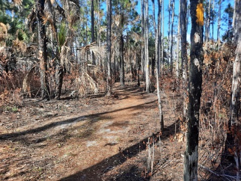 Lake Kissimeee State Park, Florida eco-hiking