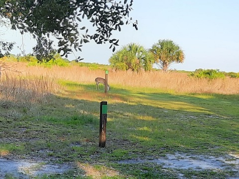 Lake Kissimeee State Park, Florida eco-hiking