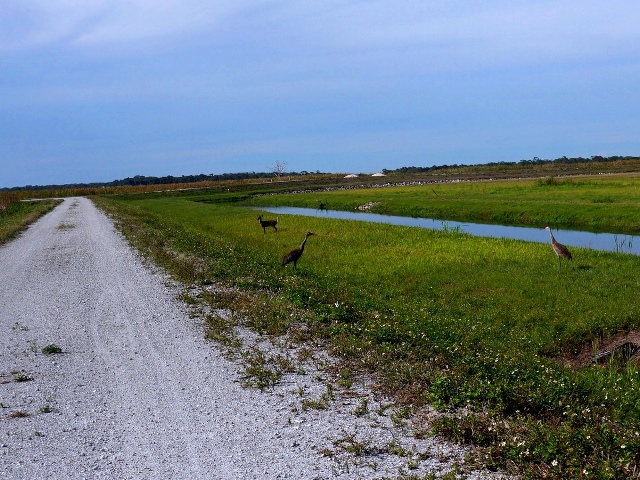 Lakeside Ranch Stormwater Treatment Area, Florida eco-biking, Lake Okeechobee