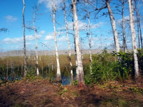 Everglades, Loop Road