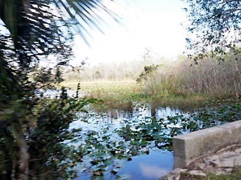 Everglades, Loop Road