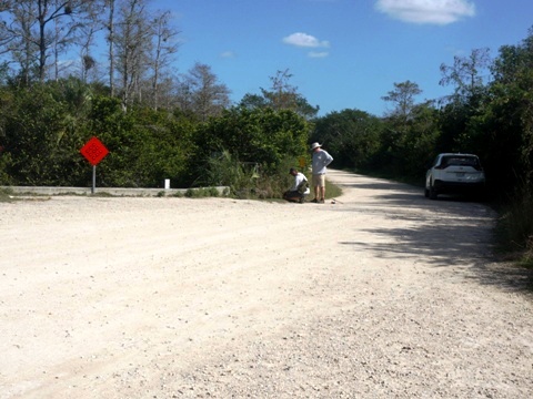 Everglades, Loop Road