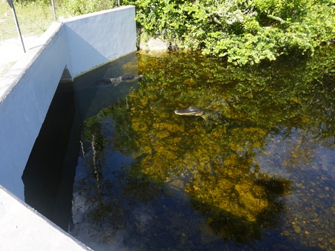 Everglades, Loop Road