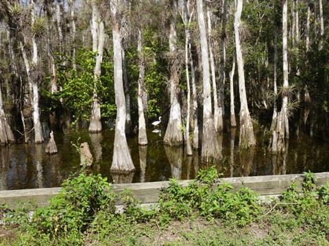 Loop Road, Everglades eco-biking