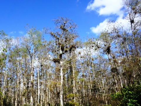 Everglades, Loop Road