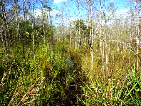 Everglades, Loop Road