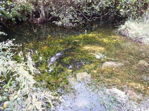 Everglades, Loop Road