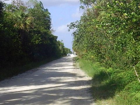 Everglades, Loop Road