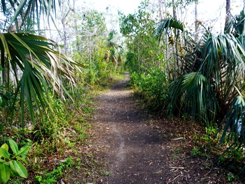 Everglades, Loop Road