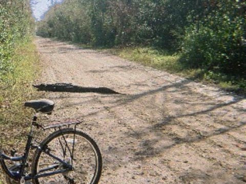 Everglades, Loop Road