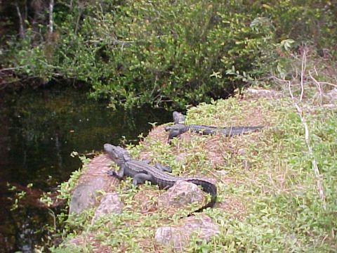 Everglades, Loop Road