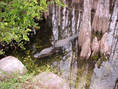 Everglades, Loop Road