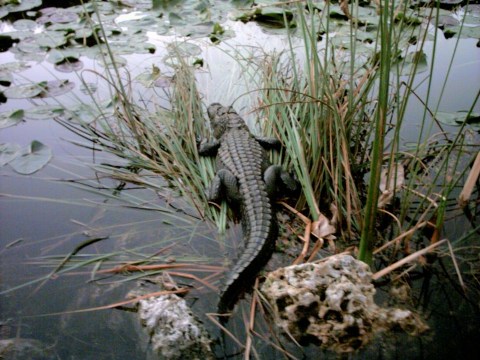 Everglades, Loop Road