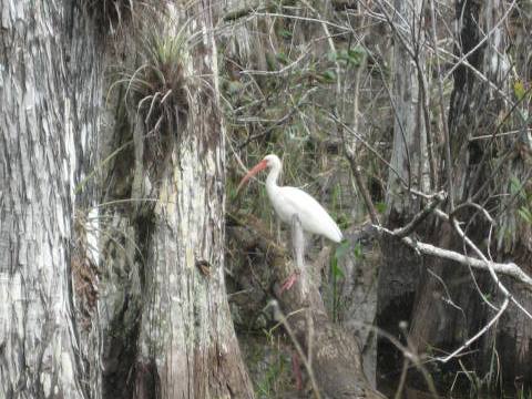 Everglades, Old Loop Road