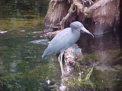 Everglades, Loop Road