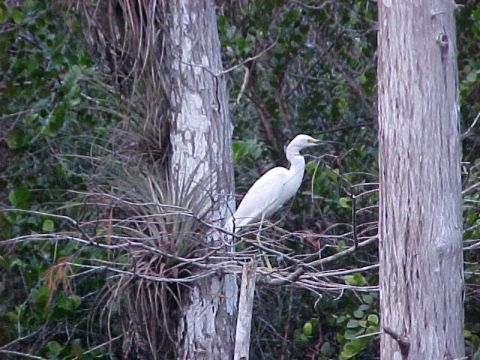 Everglades, Loop Road