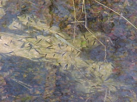 Everglades, Loop Road