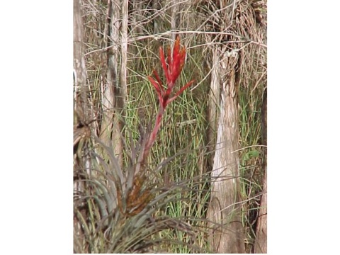 Everglades, Loop Road