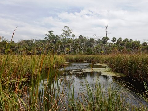 Florida Bike Trails, Nature Trail, Lower Suwannee NWR