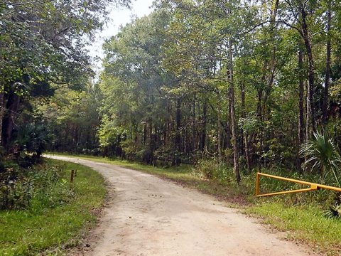 Lower Suwannee NWR, Nature Drive