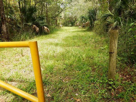 Florida Bike Trails, Nature Trail, Lower Suwannee NWR