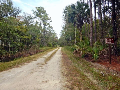 Lower Suwannee NWR, Nature Drive