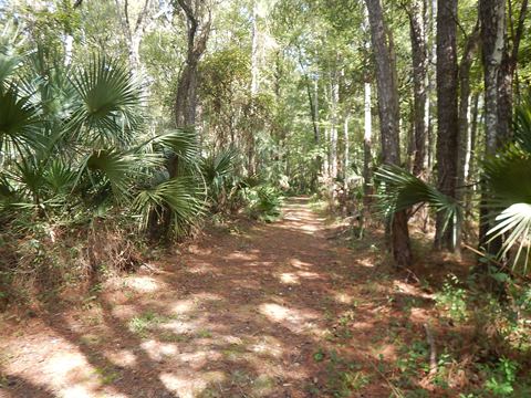 Lower Suwannee River Trail