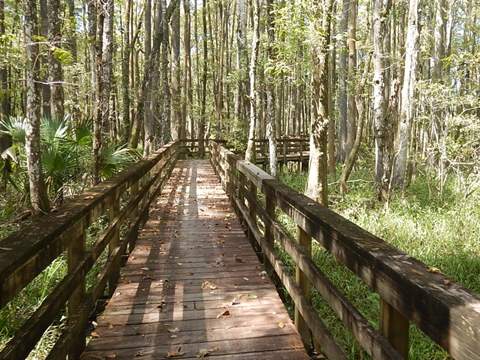 Lower Suwannee River Trail